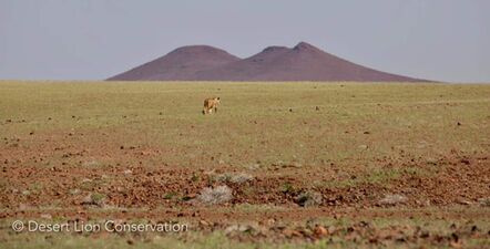 Unusual images of a Desert lioness in lush green grass