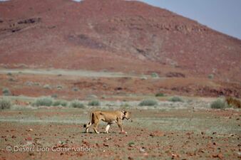 Unusual images of a Desert lioness in lush green grass