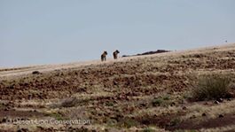 Single lions and small groups are slow to recover from the period of food shortage