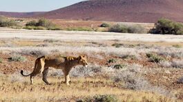 Single lions and small groups are slow to recover from the period of food shortage