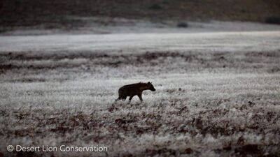 Spotted hyaenas compete with small groups and single lions over food