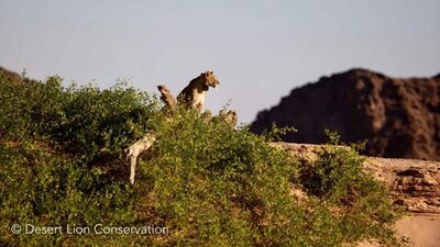 Lionesses in good condition