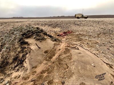 Cape fur seal killed by lions in the Skeleton Coast National Park