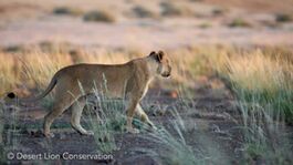 Single lions and small groups are slow to recover from the period of food shortage