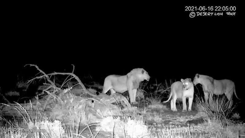 Lions from two different prides attracted to the same carcass