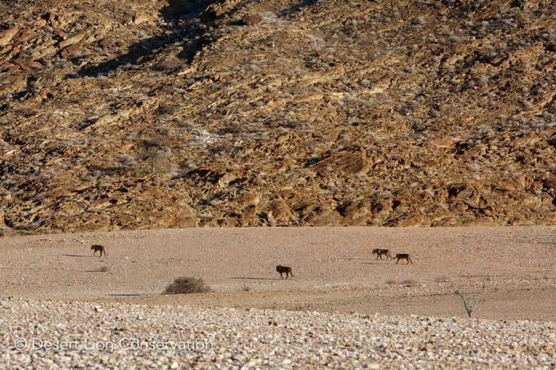 The Hoanib pride moving towards shade