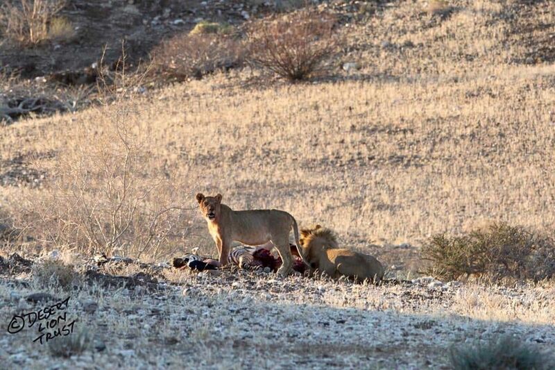 Improved condition of a male cub feeding on a zebra carcass