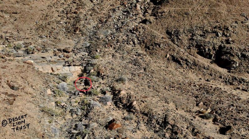 Lioness (Xpl-114 “Charly”) killed a springbok in a narrow gorge