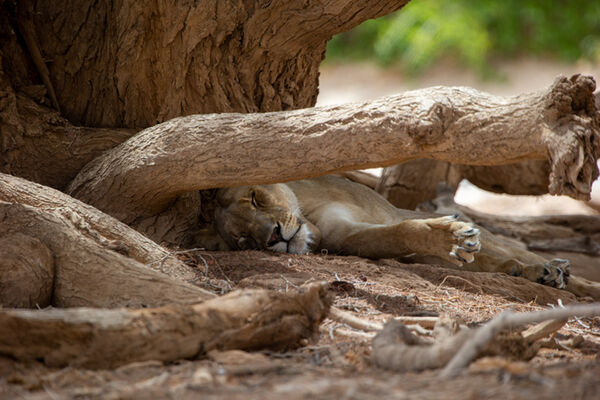 charlie asleep in the hoanib