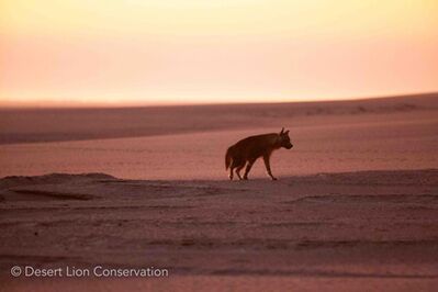 Brown hyaenas along the Skeleton Coast