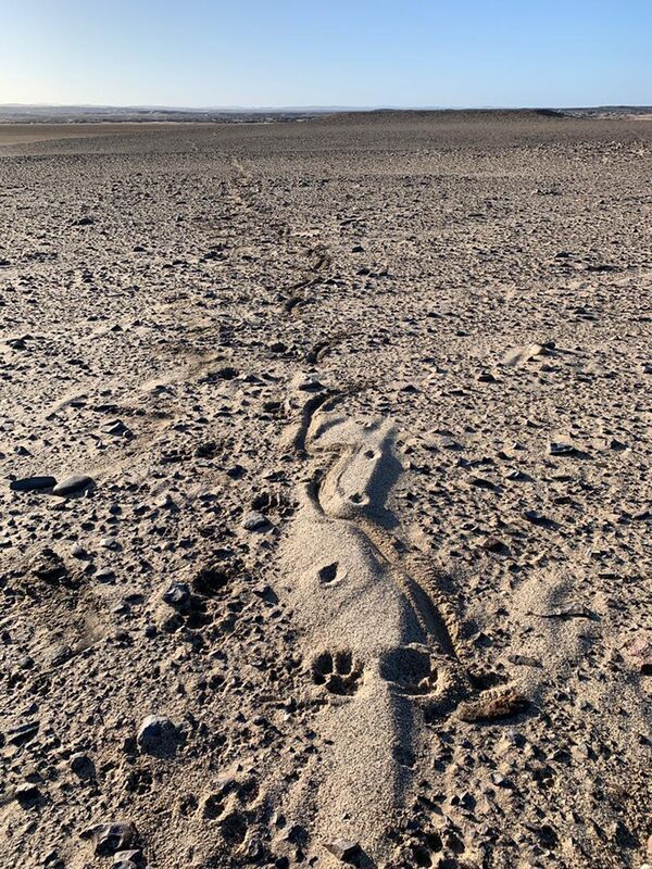 Drag marks of a lioness carrying a Cap[e fur seal across the gravel plains