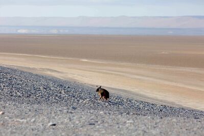 Brown hyaenas along the Skeleton Coast